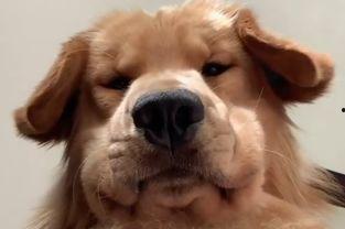 狗子的最新爆料视频大全,揭秘娱乐圈幕后真相 第1张 狗子的最新爆料视频大全,揭秘娱乐圈幕后真相 第1张