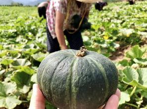 抖音康县网红吃瓜,抖音美食之旅  第3张